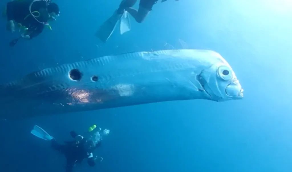 Peixe-remo nadando, o misterioso peixe do fim do mundo das profundezas