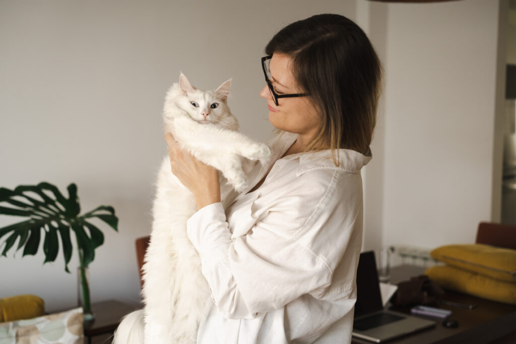 Gato olhando para a câmera, ilustrando o tema de clonar animal de estimação