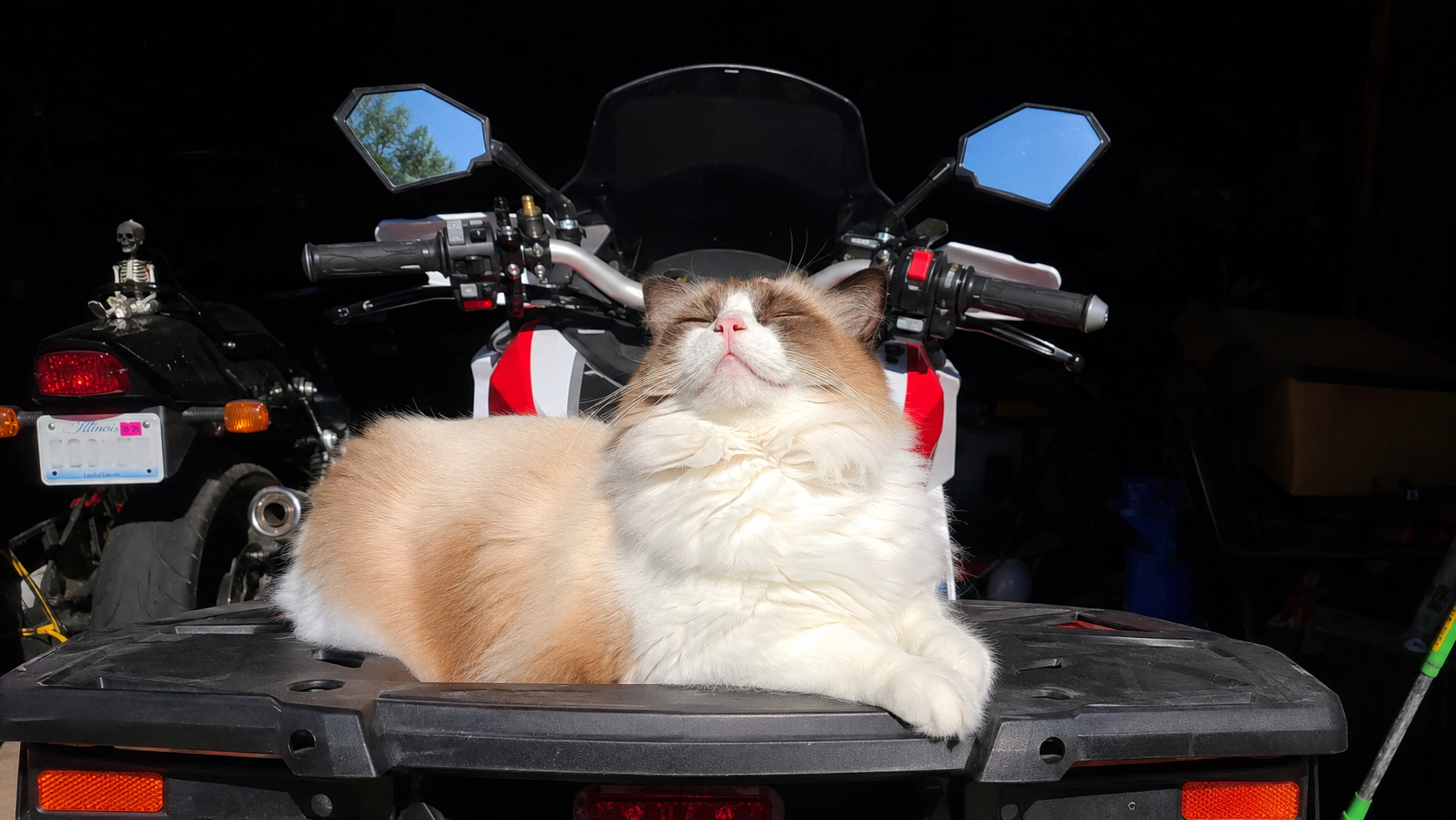 Gato peludo e relaxado, de olhos fechados, deitado sobre uma moto, ilustrando por que os gatos ronronam