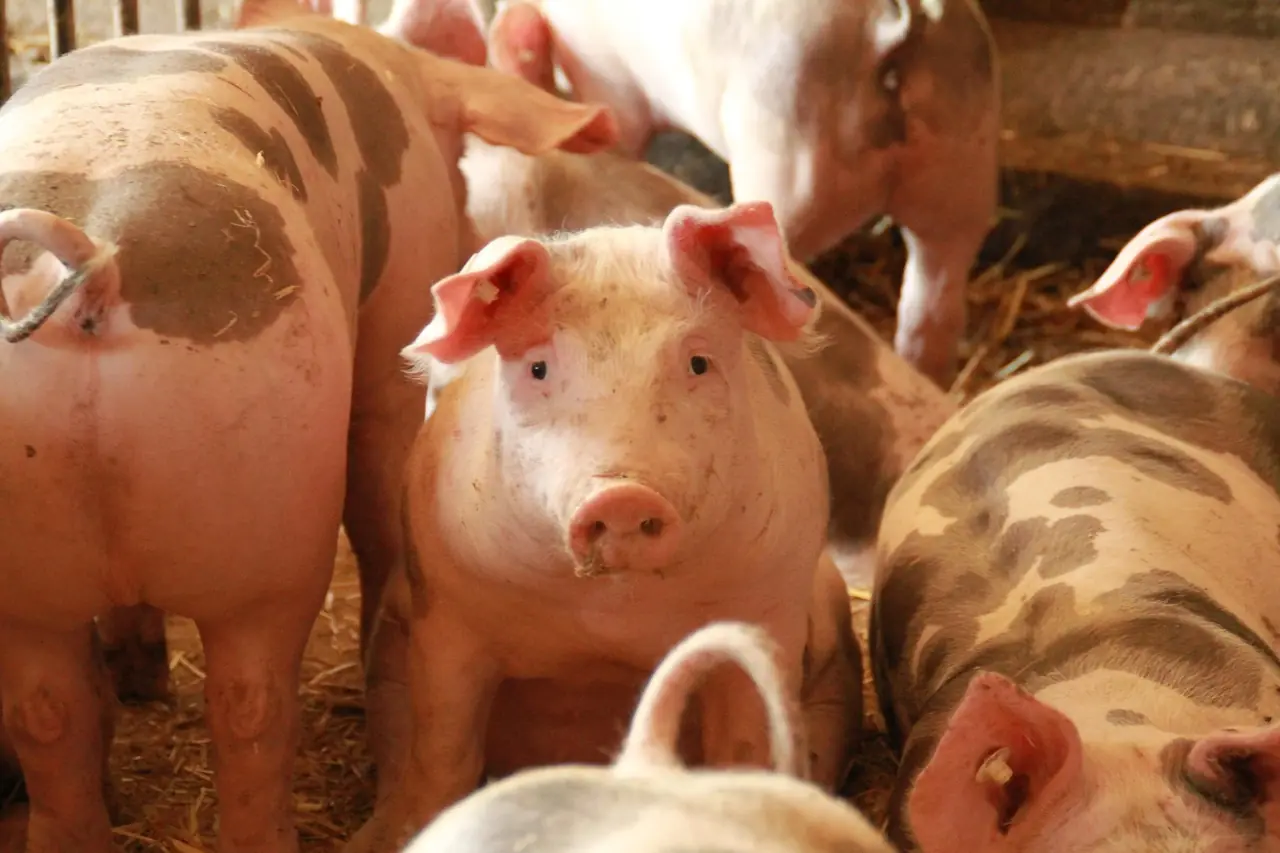 Porcos em uma granja, criados em fazendas que fornecem órgãos de porco para xenotransplantes.