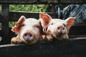 Dois porcos olhando por cima de uma cerca de madeira, ilustrando o transplante de órgãos de porco para humanos.