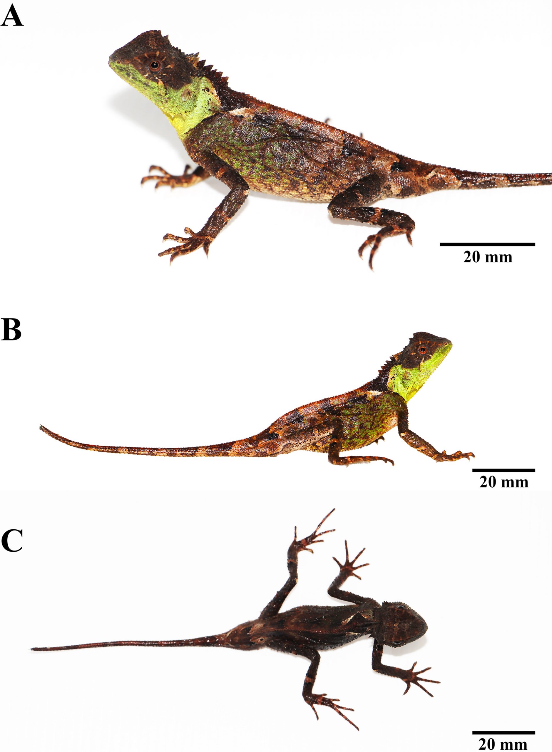 Lagarto dragão Acanthosaura syrax, de coloração amarelo-esverdeada, a espécie nova descrita na Tailândia
