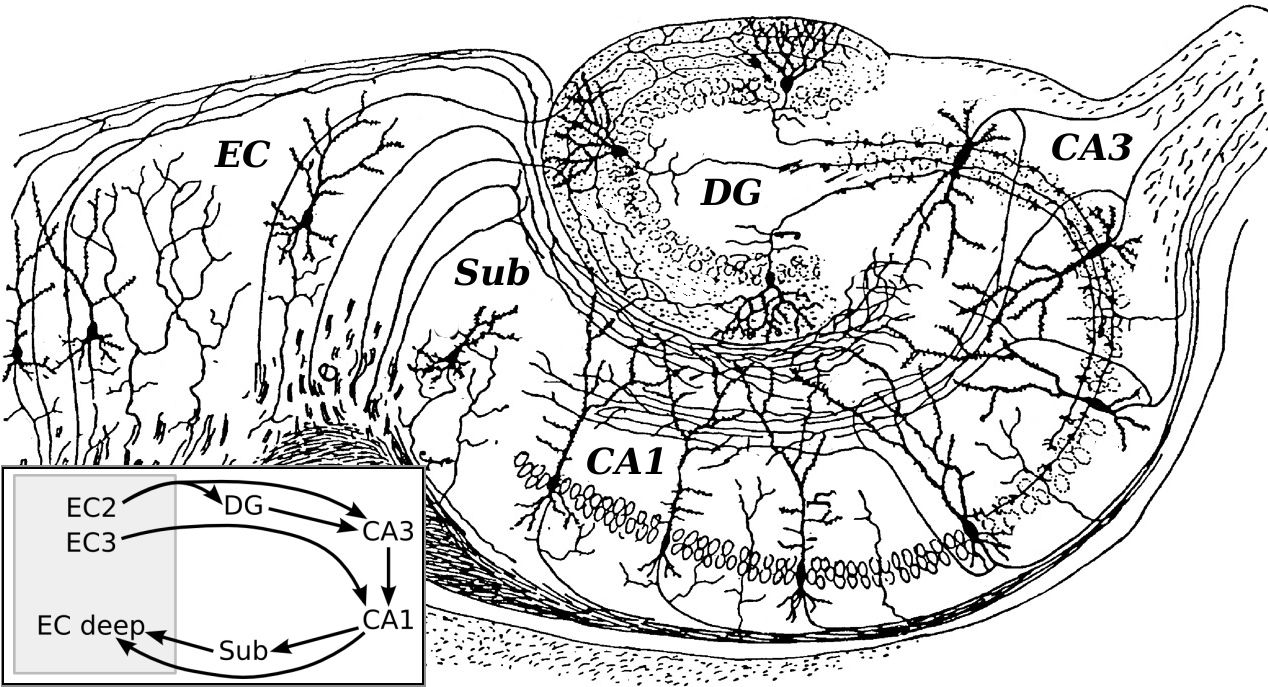Circuito do hipocampo desenhado por Cajal, com o giro denteado onde nascem os neurônios novos