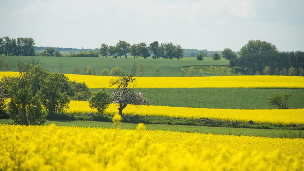 Campo de colza na região de Skåne, no sul da Suécia